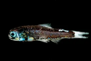 Mexico Prints: Soft Lanternfish