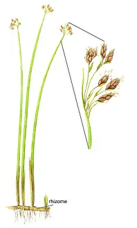 Plantae Prints: Softstem Bulrush