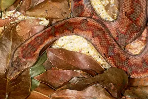 Misc 2 Prints: Solomon Island ground boa