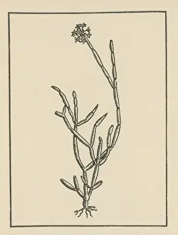 Alternative Prints: Soma Plant