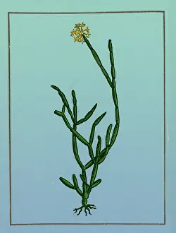 Traditional Prints: Soma Plant