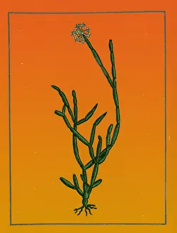 Traditional Prints: Soma Plant