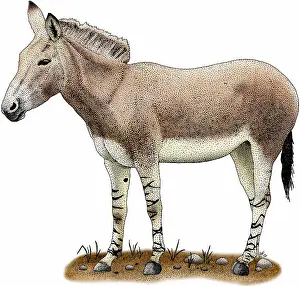 Equus Prints: Somali wild donkey