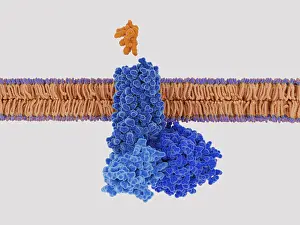 Cascade Prints: Somatostatin about to the somatostatin receptor
