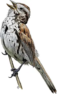 Songbird Prints: Song Sparrow