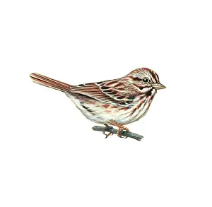 Branches Prints: Song Sparrow (Melospiza melodia)