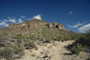 More Science & Medical Prints: Sonoran Desert