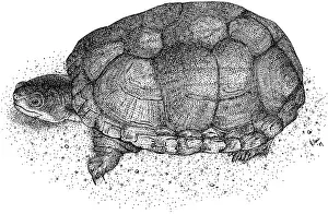 Sonoran Prints: Sonoran Mud Turtle