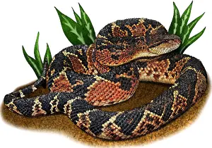 Atlantic Prints: South American Bushmaster, Illustration