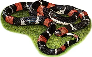 Ribbon Prints: South American Coral Snake, Illustration