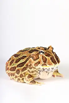 Ceratophrys Prints: South American Horned Frog