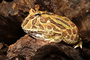 Ceratophrys Prints: South American Horned Frog