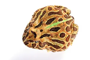 Ceratophrys Prints: South American Horned Frog