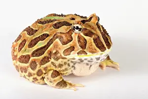 Tropical Prints: South American Horned Frog