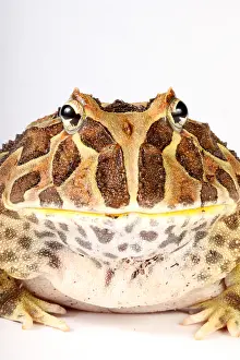 Tropical Prints: South American Horned Frog