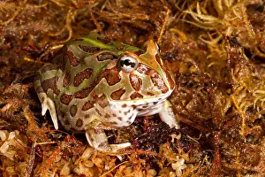 Tropical Prints: South American Horned Frog