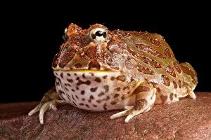 Tropical Prints: South American Horned Frog