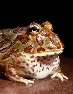 Captive Prints: South American Horned Frog