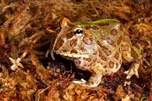 Captive Prints: South American Horned Frog