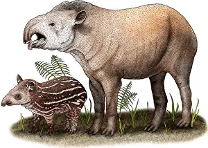 Brazilian Prints: South American Tapir