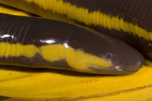 Island Prints: Southeast Asian Caecilian