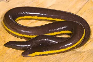 Island Prints: Southeast Asian Caecilian