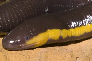 Island Prints: Southeast Asian Caecilian