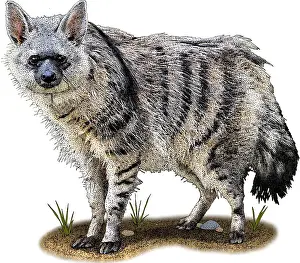 March Prints: Southern Aardwolf, Illustration