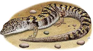 Aligator Prints: Southern Alligator Lizard
