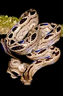Dwarf Prints: Southern Bromeliad Boa