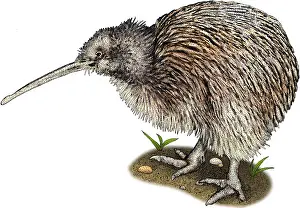 Flightless Prints: Southern Brown Kiwi, Illustration