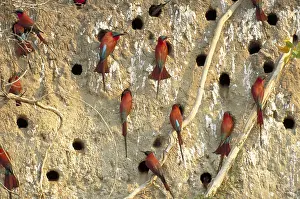 Horizontal Prints: Southern Carmine Bee Eaters