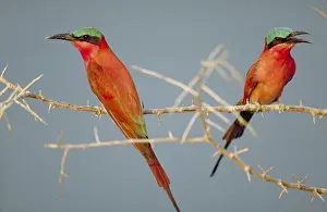 Misc 2 Prints: Southern Carmine Bee-Eaters