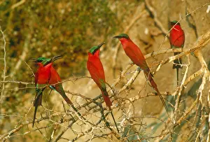 Misc 2 Prints: Southern carmine bee-eaters