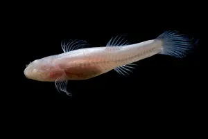 Aquifer Prints: Southern Cave Fish