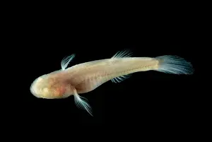 Aquifer Prints: Southern Cave Fish