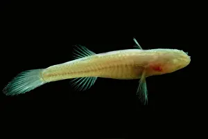 Aquifer Prints: Southern Cave Fish