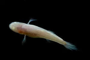 Aquifer Prints: Southern Cave Fish