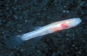 Dark Prints: Southern Cave Fish