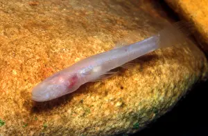 Dark Prints: Southern Cave Fish