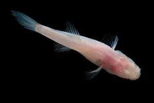Fish Prints: Southern Cave Fish