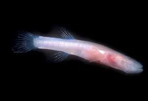 Fish Prints: Southern Cave Fish