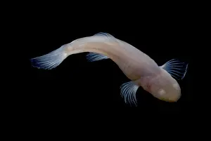 Aquifer Prints: Southern Cave Fish