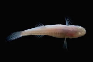Aquifer Prints: Southern Cave Fish