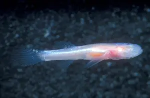Dark Prints: Southern Cave Fish
