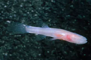 Blind Prints: Southern Cavefish