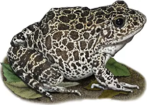 Crawfish Prints: Southern Crawfish Frog, Illustration