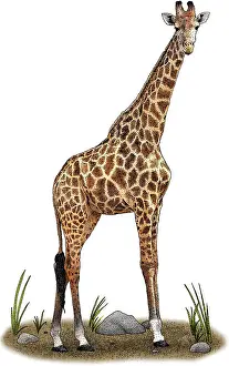 Giraffa Prints: Southern Giraffe