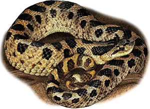 November Prints: Southern Hognose Snake
