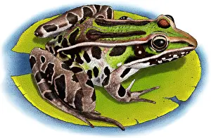 True Prints: Southern Leopard Frog